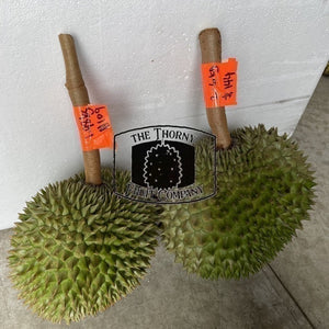 [NOT IN SEASON] QLD Zappala Tropicals Fresh Whole Durian Clones - various - The Thorny Fruit Co