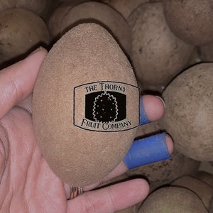 [NOT IN SEASON] Sapodilla. Ciku. Chico. Chikoo. Sapote. Sawo. Manilkara zapota - The Thorny Fruit Co
