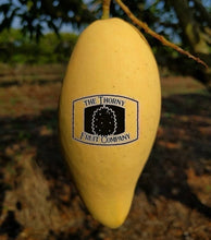 Load image into Gallery viewer, [NOT IN SEASON] Tropical Primary Products TPP1 Mango - The Thorny Fruit Co
