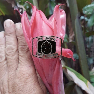 [POSTAGE - CUT FRESH] Fresh Torch Ginger Flowers. Bunga Kantan. Kecombrang. Etlingera Elatior - The Thorny Fruit Co
