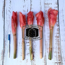 Load image into Gallery viewer, [POSTAGE - CUT FRESH] Fresh Torch Ginger Flowers. Bunga Kantan. Kecombrang. Etlingera Elatior - The Thorny Fruit Co