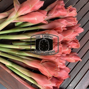 [POSTAGE - CUT FRESH] Fresh Torch Ginger Flowers. Bunga Kantan. Kecombrang. Etlingera Elatior - The Thorny Fruit Co