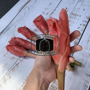 [POSTAGE - CUT FRESH] Fresh Torch Ginger Flowers. Bunga Kantan. Kecombrang. Etlingera Elatior - The Thorny Fruit Co