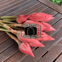 Load image into Gallery viewer, [POSTAGE - CUT FRESH] Fresh Torch Ginger Flowers. Bunga Kantan. Kecombrang. Etlingera Elatior - The Thorny Fruit Co