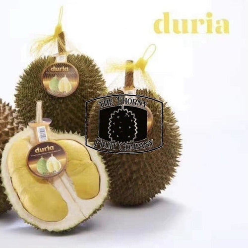 [PRE-ORDER] Duria Australia Frozen Whole Musang King Durian D197 - The Thorny Fruit Co