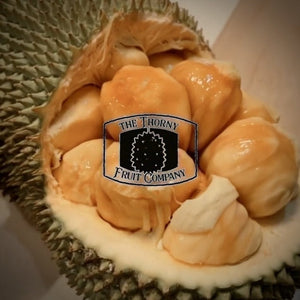 [PRE-ORDER] Fresh Australian Cempedak. Chempedak. Artocarpus Integer - The Thorny Fruit Co