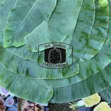 Load image into Gallery viewer, [PRE-ORDER] Fresh Banana Leaves bundled - The Thorny Fruit Co