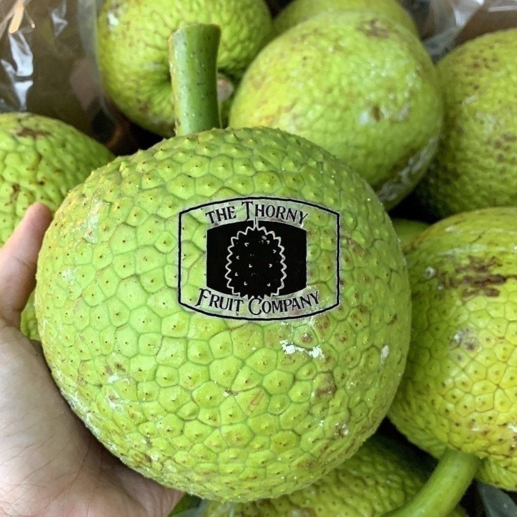 PRE ORDER Fresh QLD Breadfruit. Buah Sukun. Artocarpus altilis