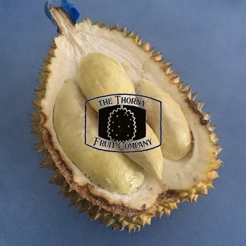 [PRE-ORDER] QLD Fresh Durian Seedling. Australian Kampung Durian - The Thorny Fruit Co