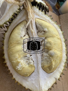[PRE-ORDER] QLD Fresh Durian Seedling. Australian Kampung Durian - The Thorny Fruit Co