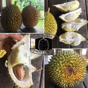 [PRE-ORDER] QLD Fresh Durian Seedling. Australian Kampung Durian - The Thorny Fruit Co