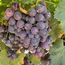 Load image into Gallery viewer, [PRE-ORDER] VIC Kyoho Grapes - The Thorny Fruit Co