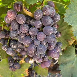 [PRE-ORDER] VIC Kyoho Grapes - The Thorny Fruit Co