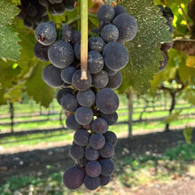 Load image into Gallery viewer, [PRE-ORDER] VIC Kyoho Grapes - The Thorny Fruit Co
