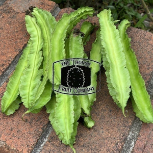 [PRE-ORDER] Winged Beans. Four-Angled Bean. Kacang Botol. Kecipir. Sigarilyas - The Thorny Fruit Co