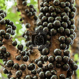 QLD Fresh Jaboticaba. Jabuticaba. Brazilian grapetree - The Thorny Fruit Co