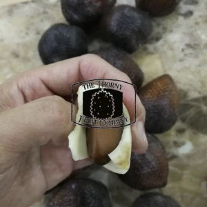 Salak Madu Frozen Whole Fruit. Palm Fruit. Snakefruit - The Thorny Fruit Co