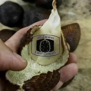 Salak Madu Frozen Whole Fruit. Palm Fruit. Snakefruit - The Thorny Fruit Co