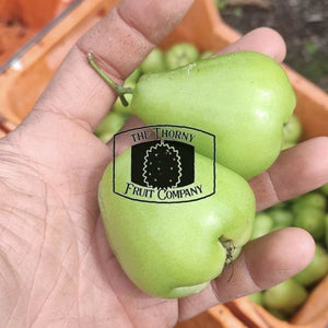 Water Apples. Bell Apples. Wax Apples. Love Apples. Jambu Air - The Thorny Fruit Co